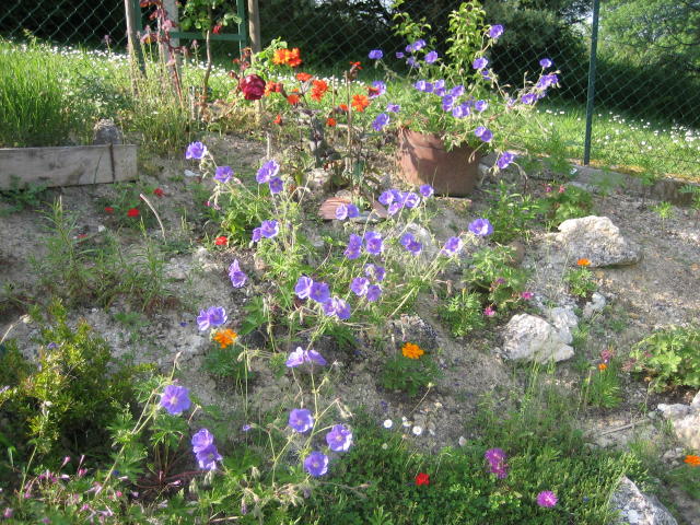 poolside rockery